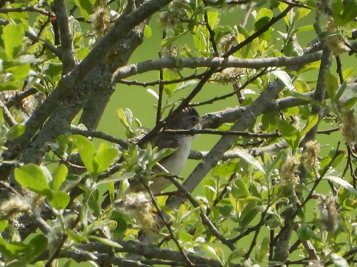 Greater Whitethroat - valerie pelchat