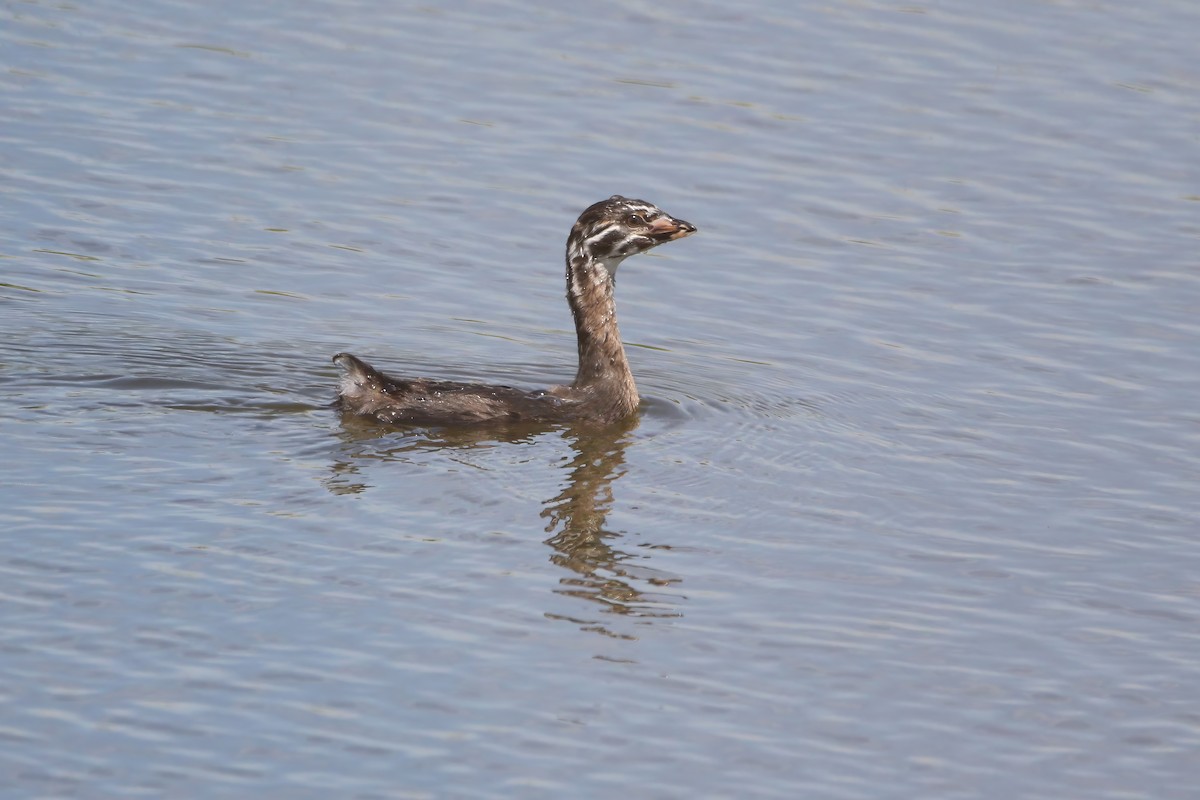 Pied-billed Grebe - ML620648787