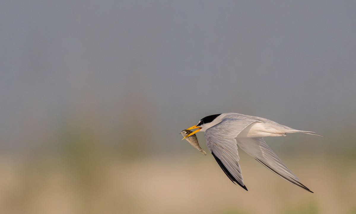 Least Tern - ML620648788