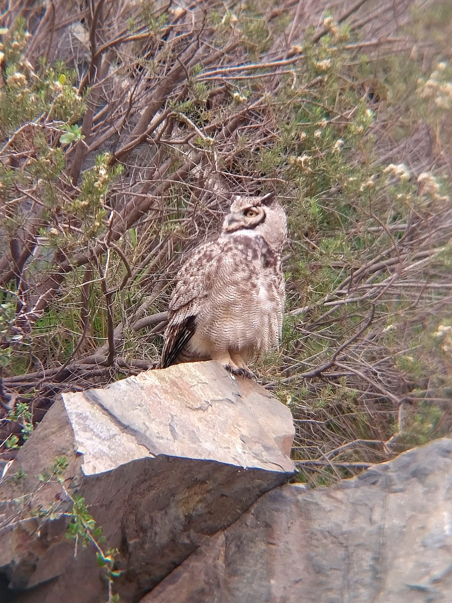 Lesser Horned Owl - ML620648789