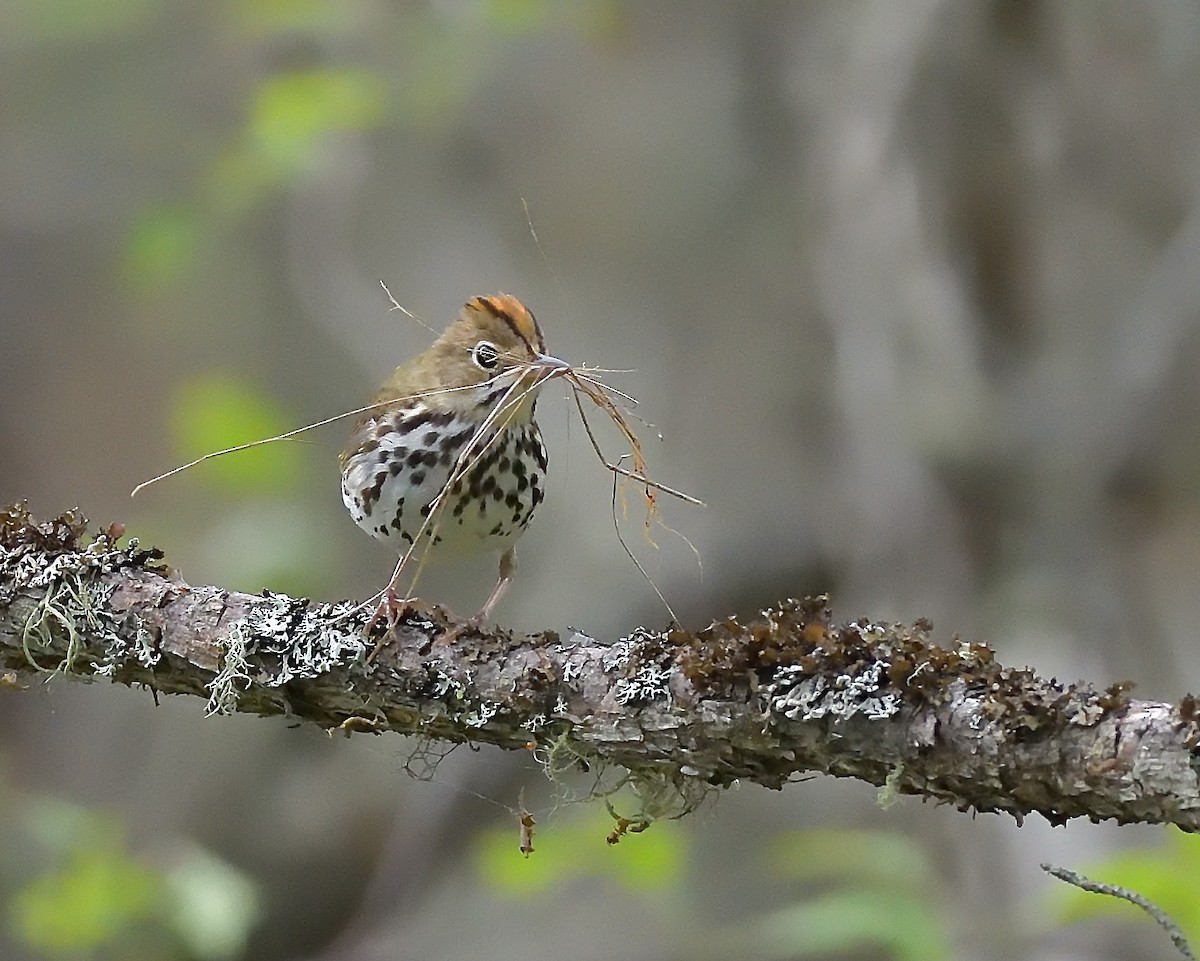 Ovenbird - ML620648791