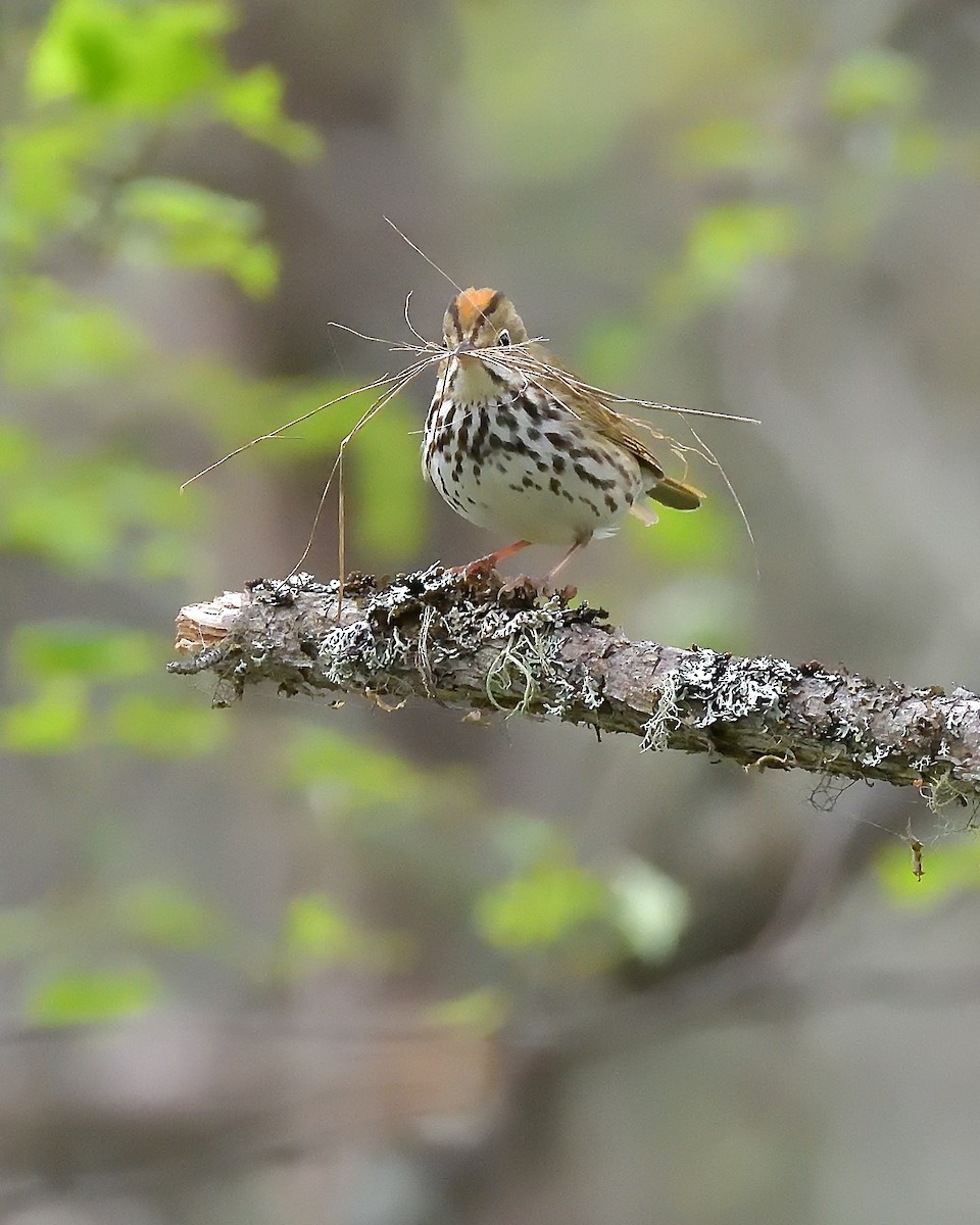 Ovenbird - ML620648792