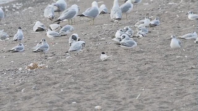 Arctic Tern - ML620648796