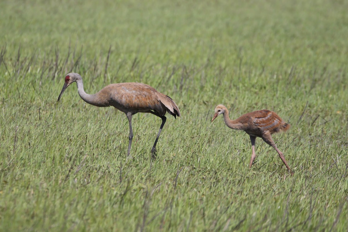 Sandhill Crane - ML620648799