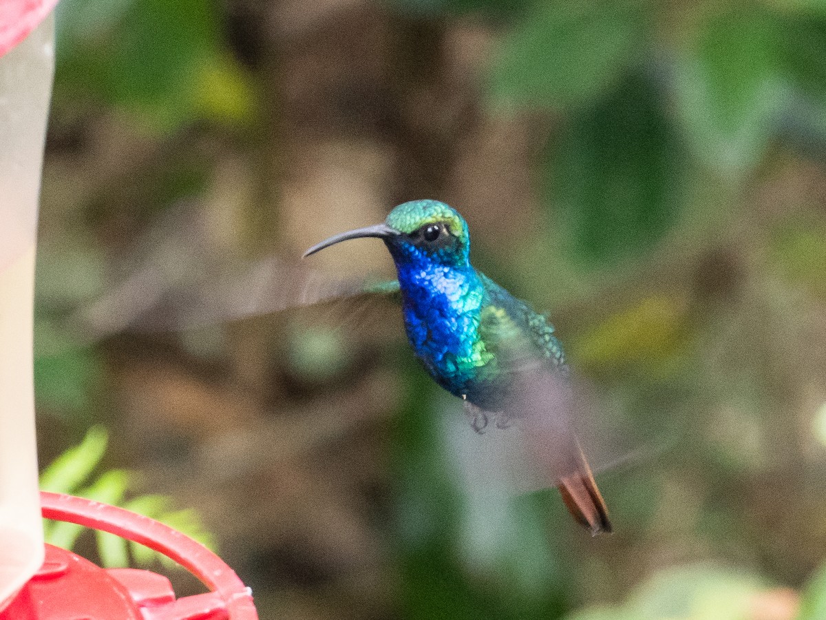 Lazuline Sabrewing - Bob Friedrichs