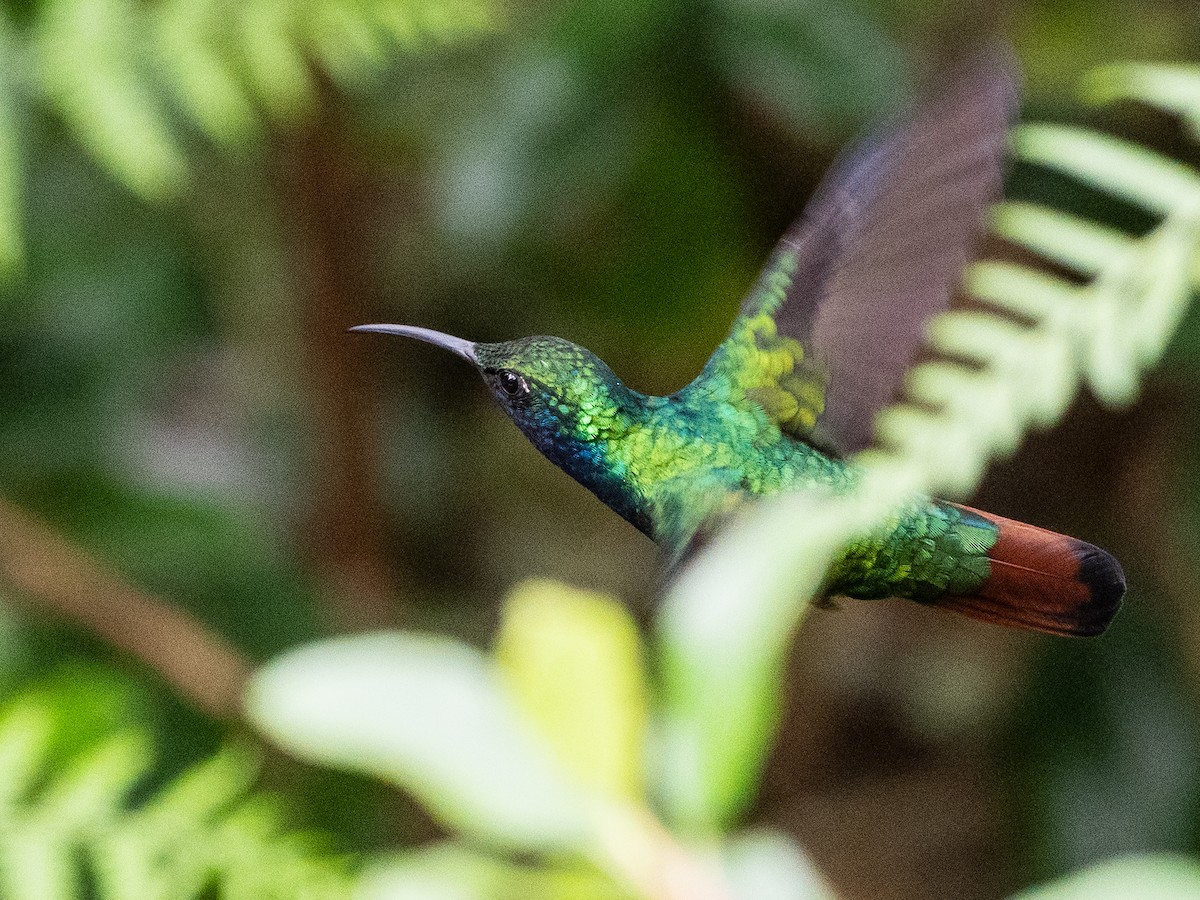 Colibrí Lazulita - ML620648805