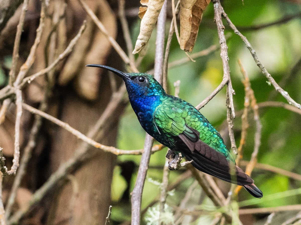 Colibrí Lazulita - ML620648807