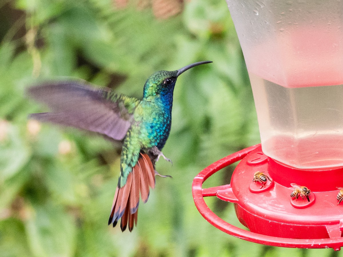 Colibrí Lazulita - ML620648809