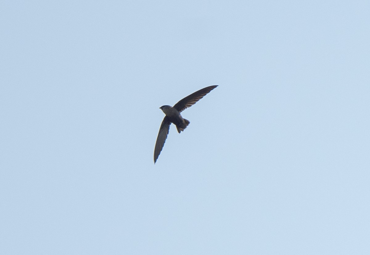 Chimney Swift - Marilyn White