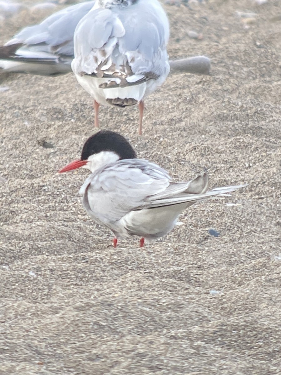 Arctic Tern - ML620648815