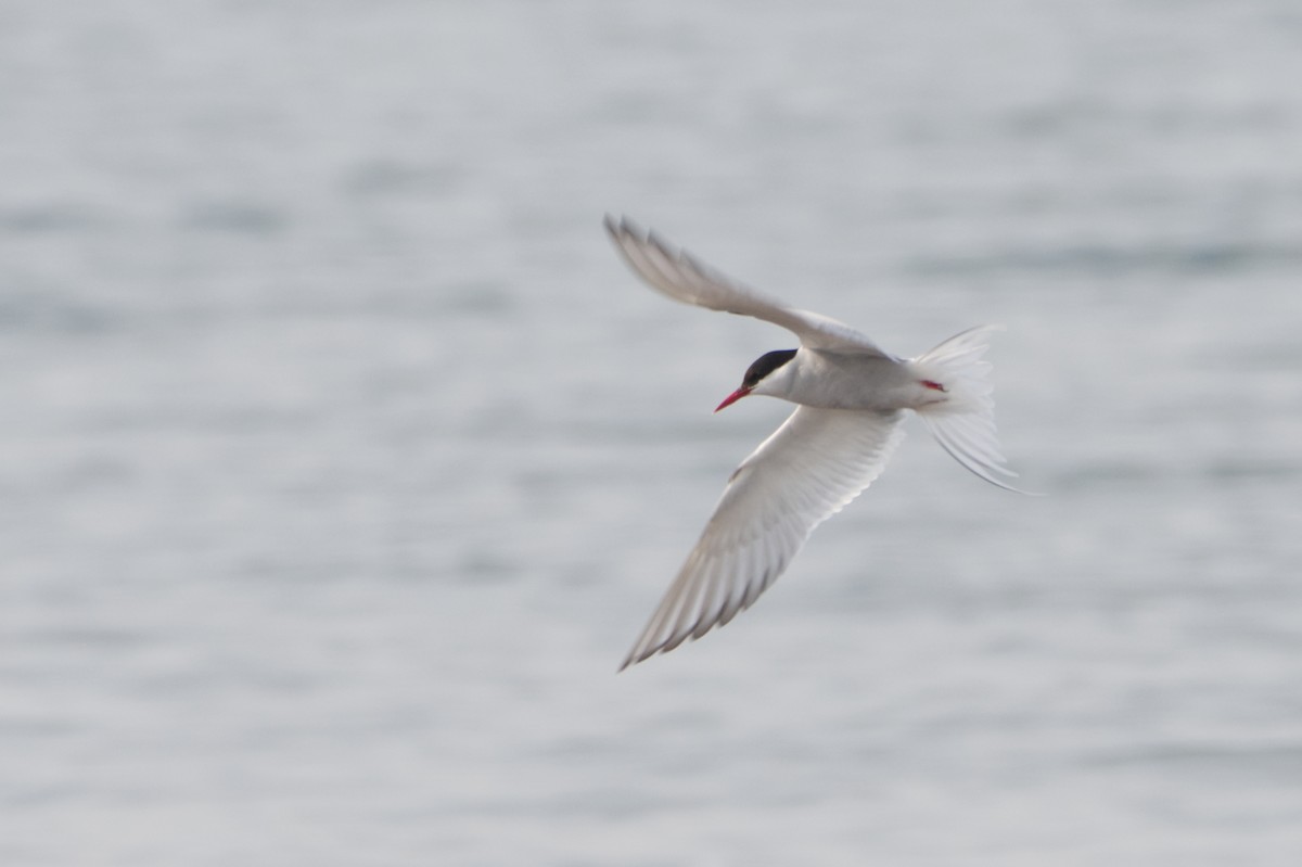 Arctic Tern - ML620648816