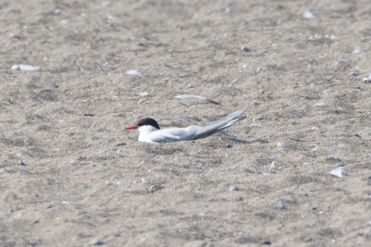 Arctic Tern - ML620648817