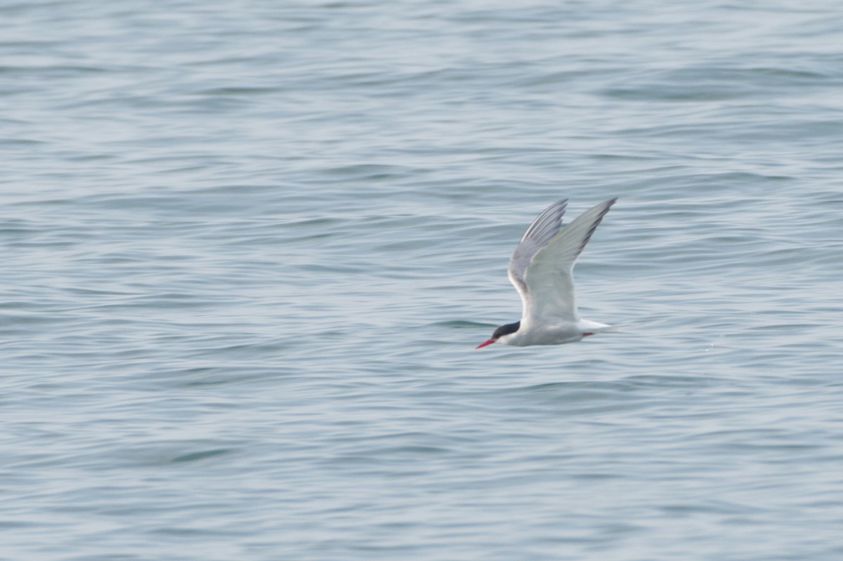 Arctic Tern - ML620648818