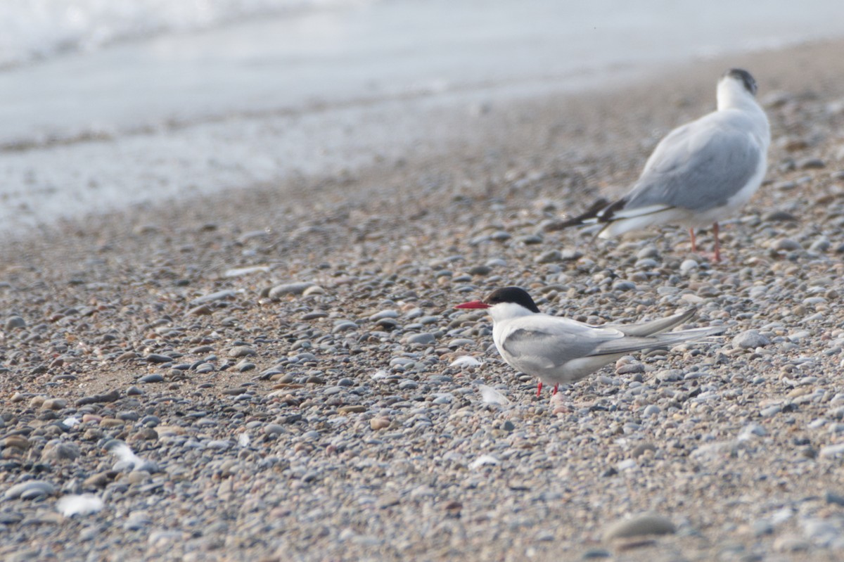 Arctic Tern - ML620648819