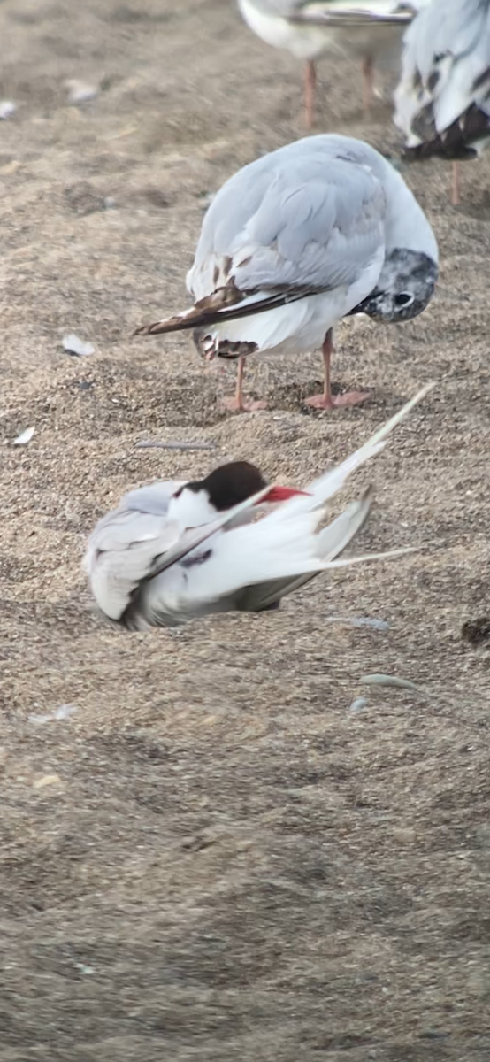 Arctic Tern - ML620648820