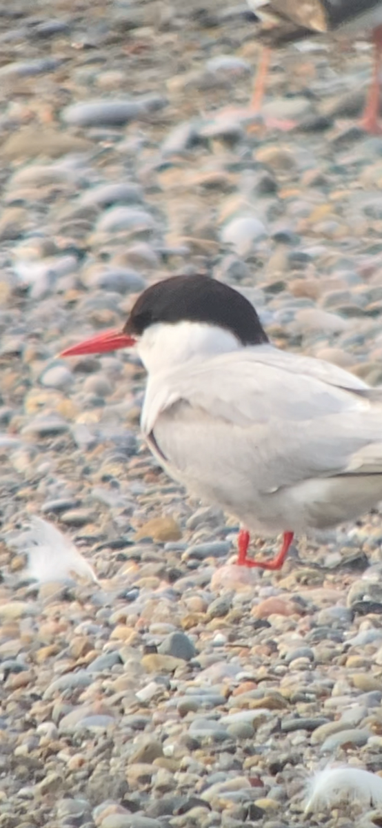 Arctic Tern - ML620648822