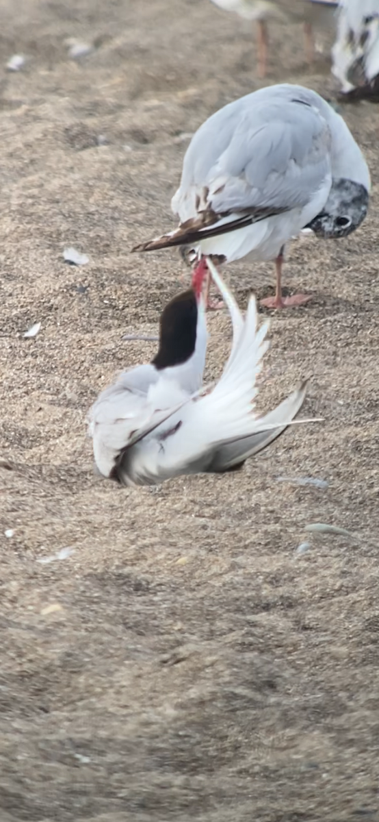 Arctic Tern - ML620648823