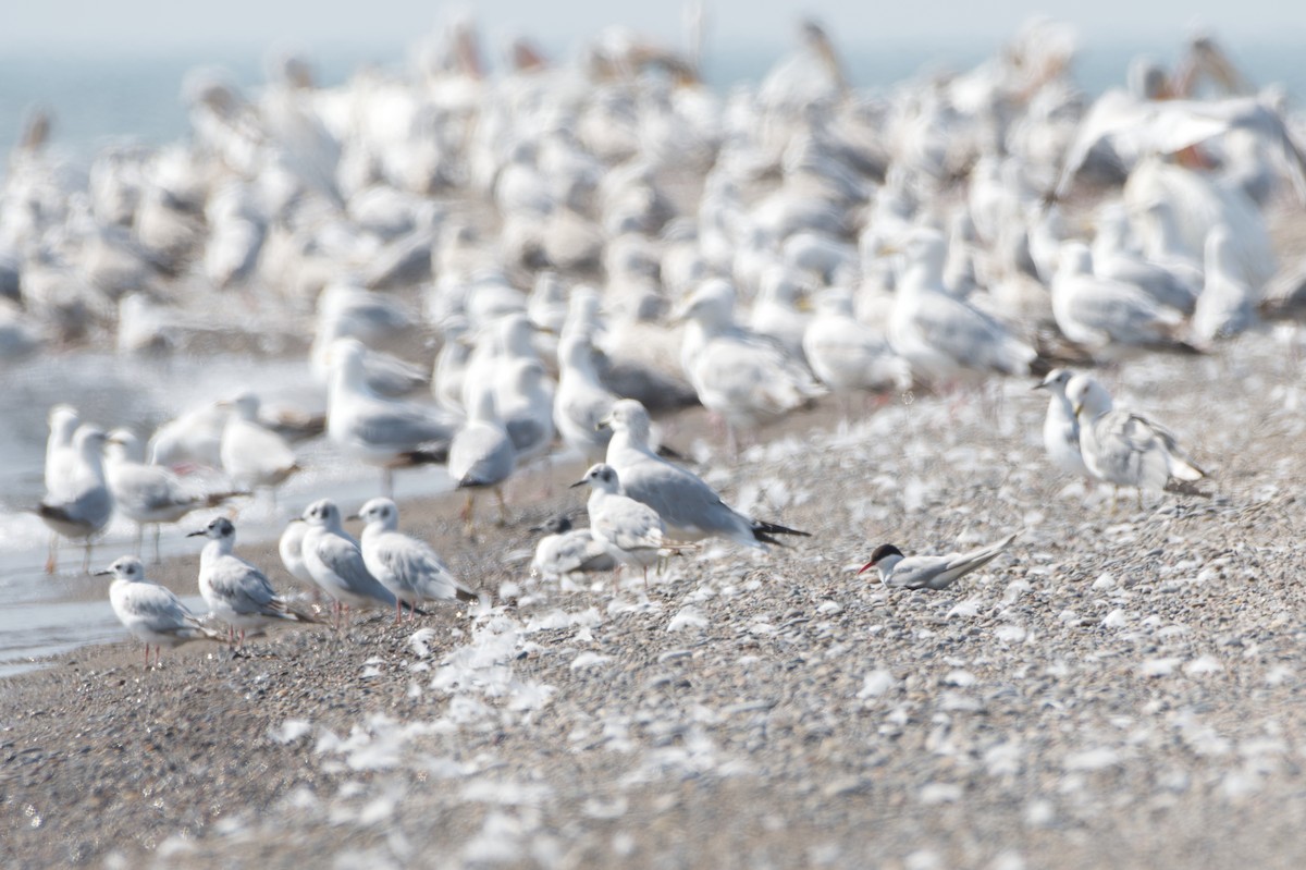 Arctic Tern - ML620648825