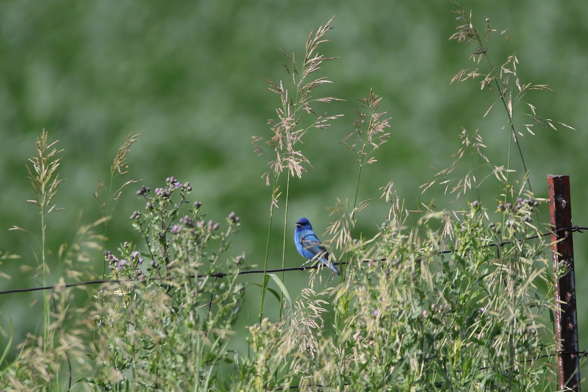 Indigo Bunting - Melissa Ludwig