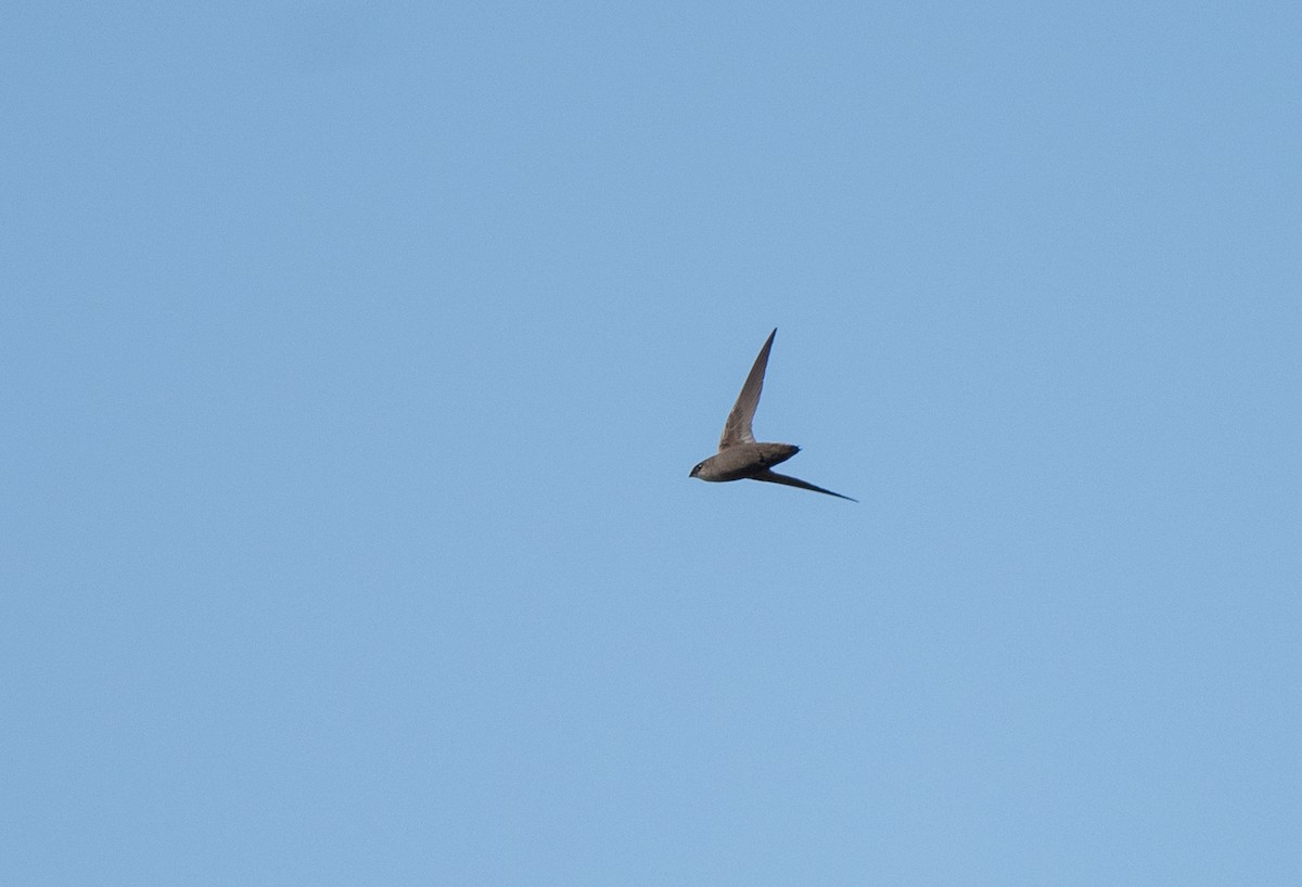 Chimney Swift - Marilyn White