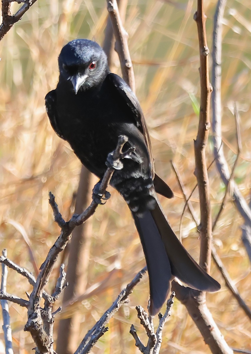 Fork-tailed Drongo - ML620648829