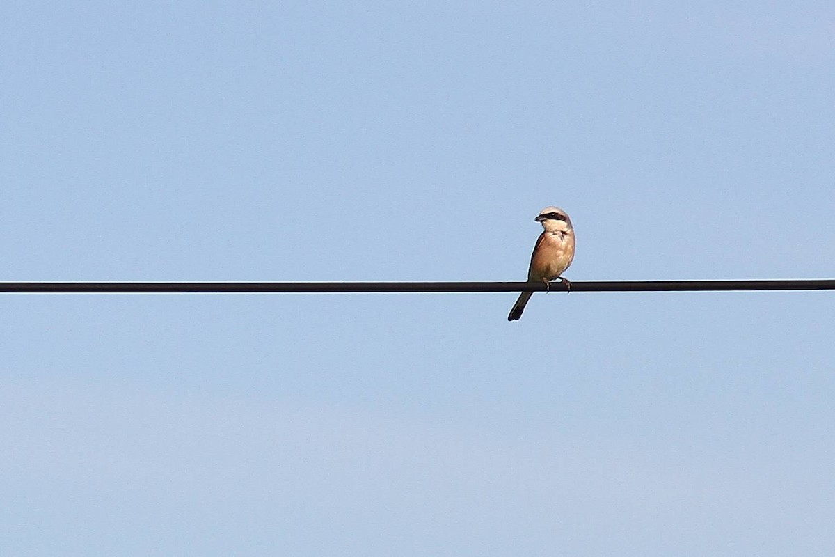 Red-backed Shrike - ML620648831