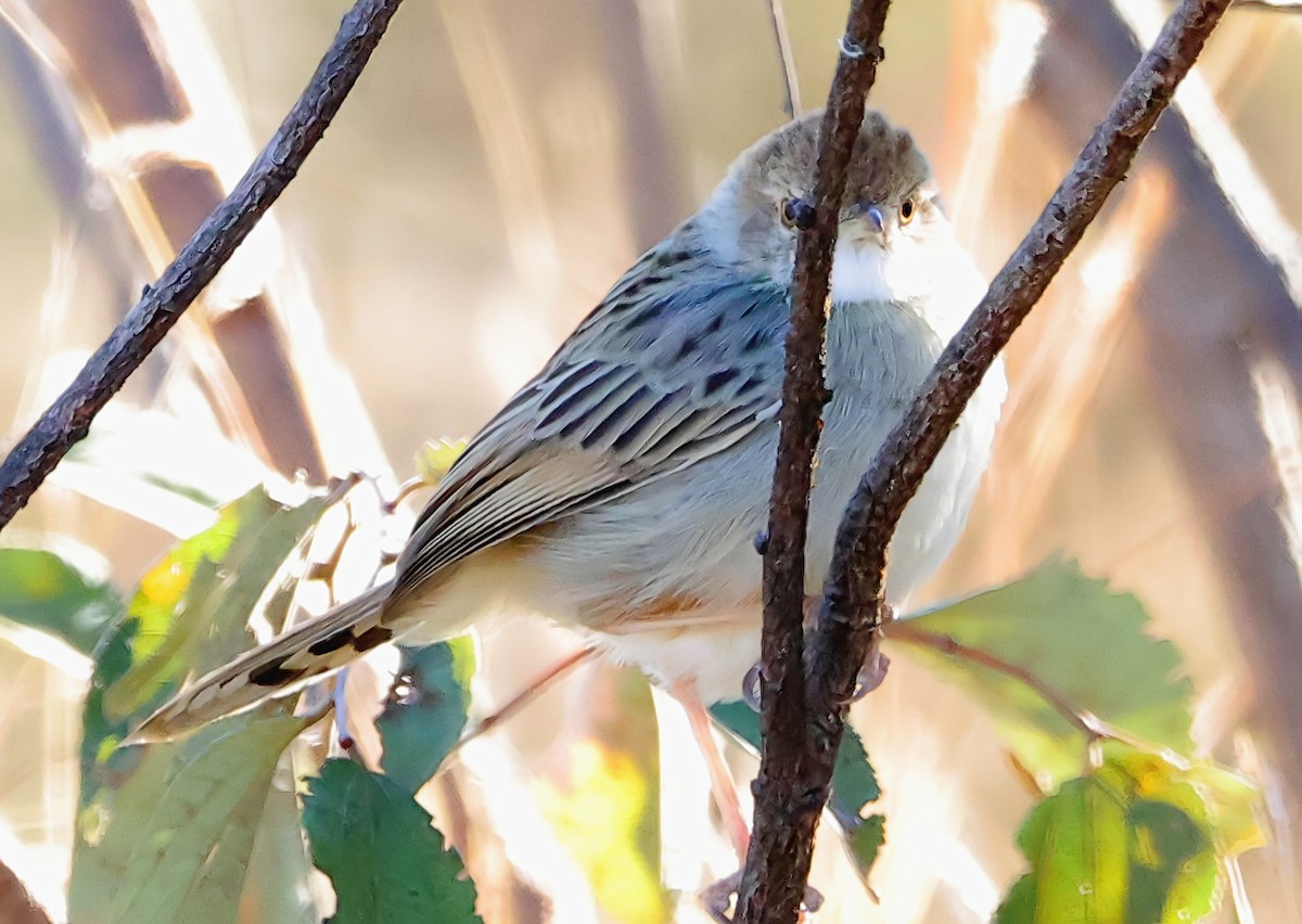 Rattling Cisticola - ML620648835