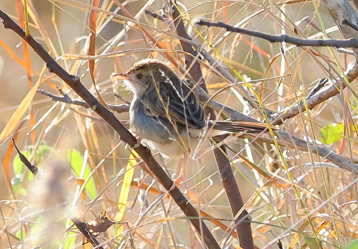 Rattling Cisticola - Gareth Hughes