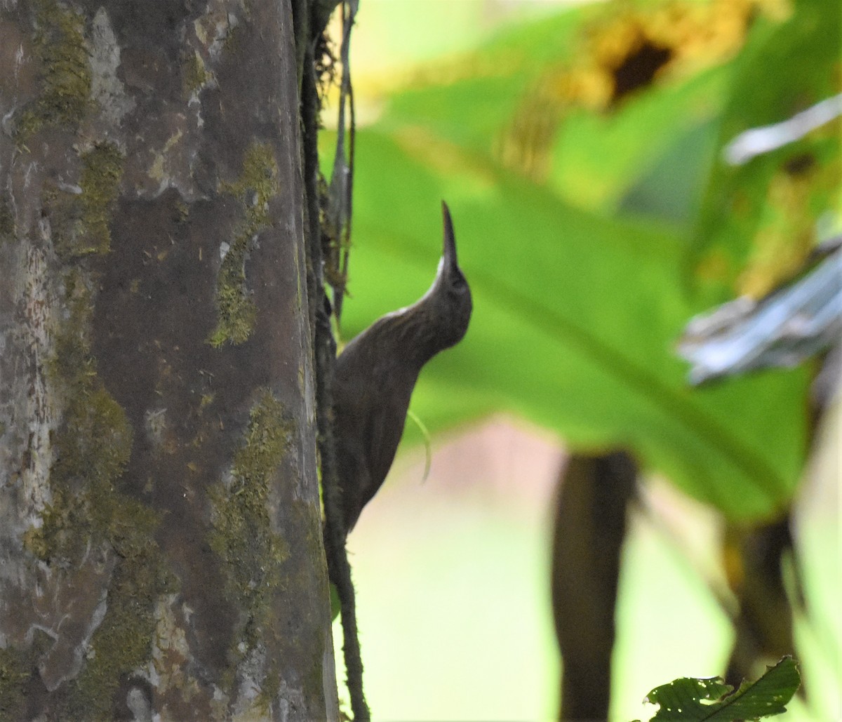 Streak-headed Woodcreeper - ML620648837