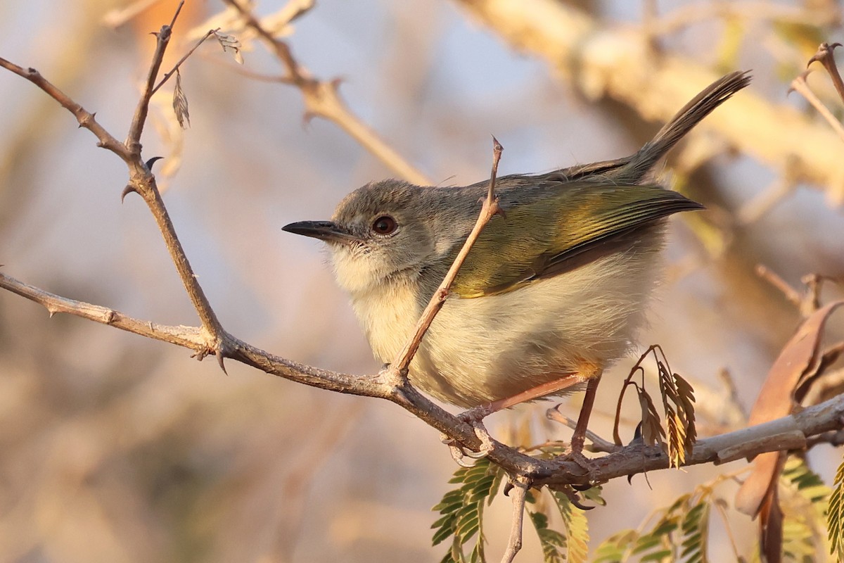 Green-backed Camaroptera - ML620648844