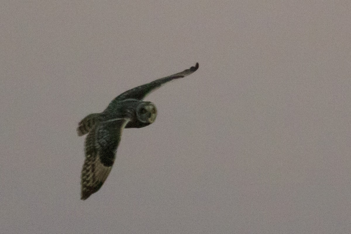 Short-eared Owl - ML620648846