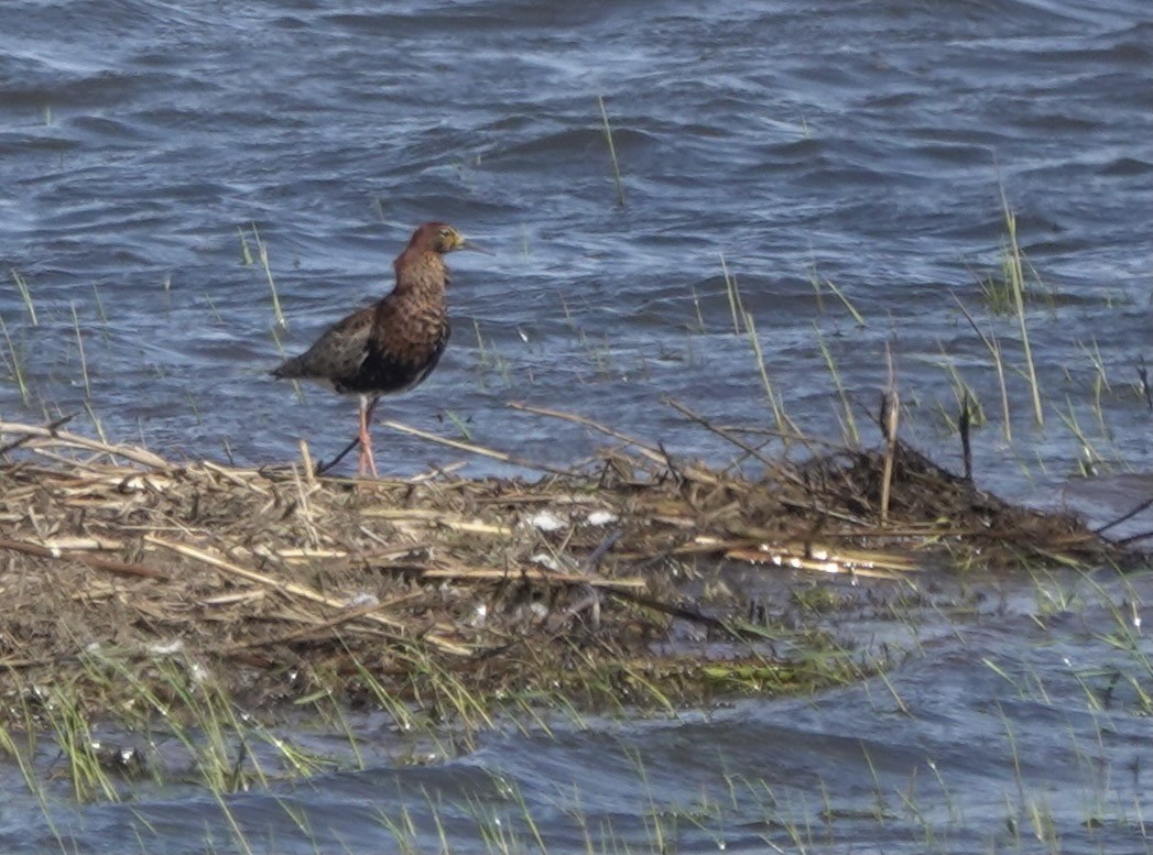 Ruff - Martin Kennewell