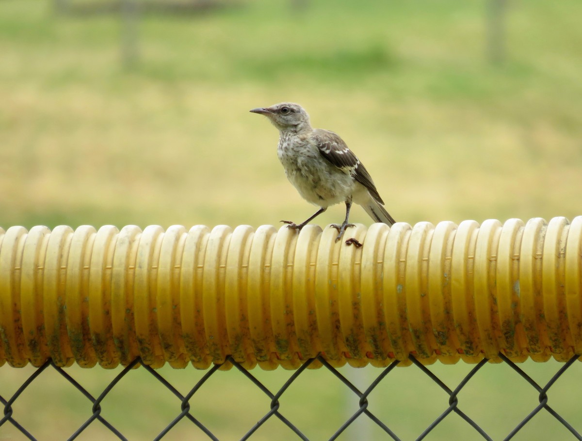 Northern Mockingbird - ML620648849