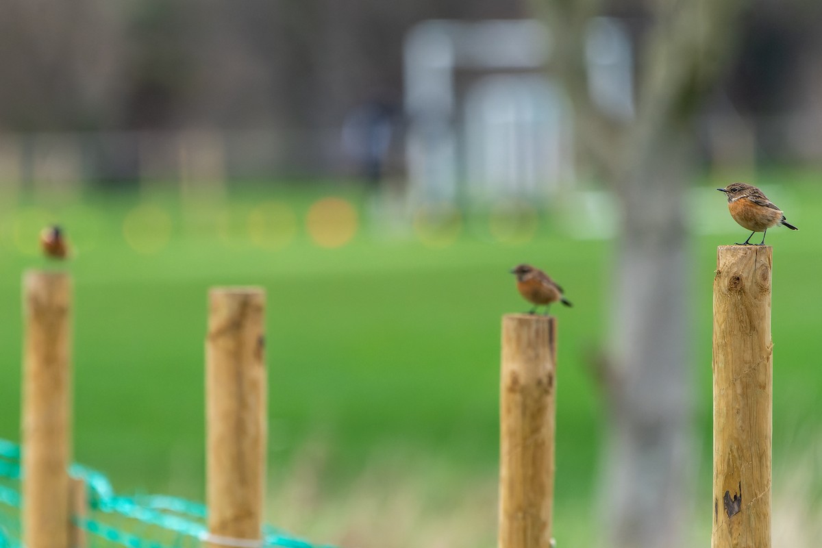 European Stonechat - ML620648851