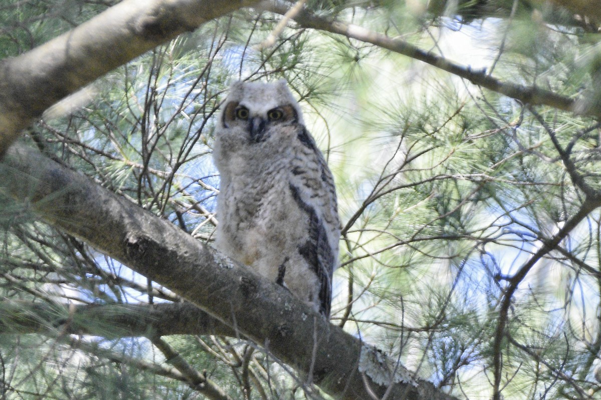 Great Horned Owl - ML620648852