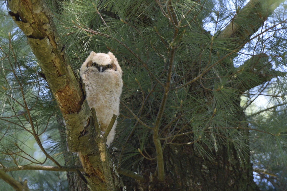 Great Horned Owl - ML620648853