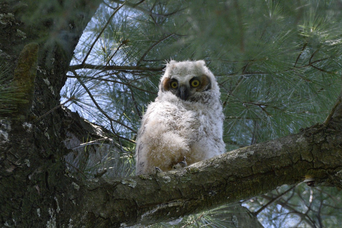 Great Horned Owl - ML620648854