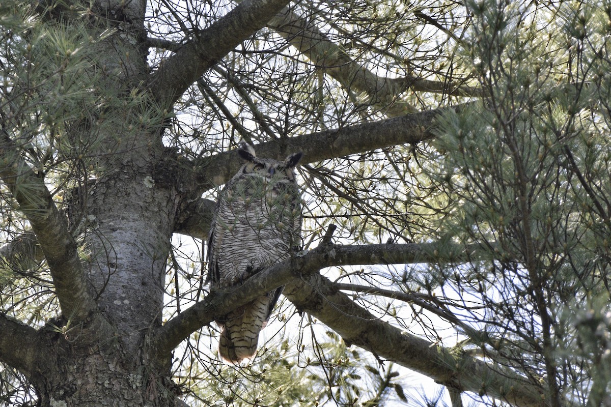 Great Horned Owl - ML620648855