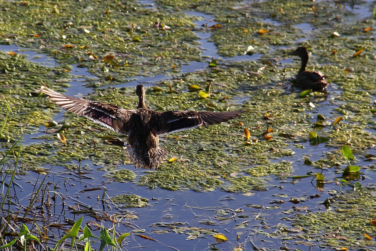 Mallard - ML620648859