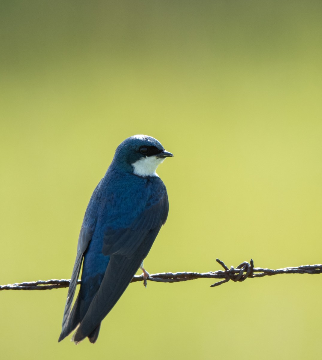 Golondrina Bicolor - ML620648861