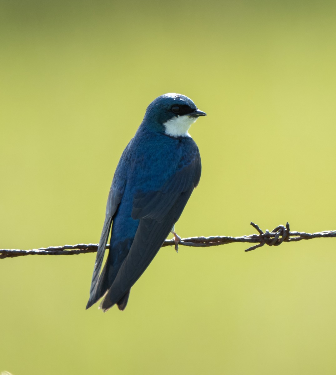 Golondrina Bicolor - ML620648862