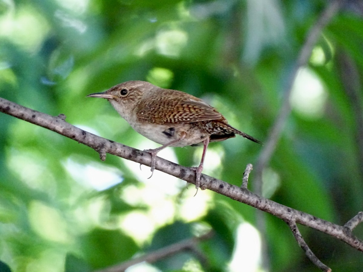 House Wren - ML620648865