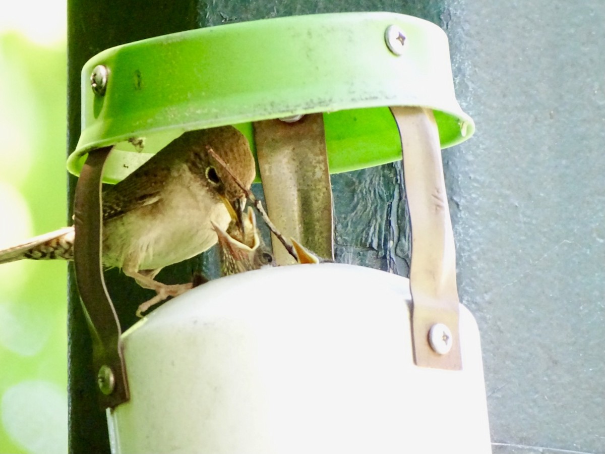 Northern House Wren - ML620648866