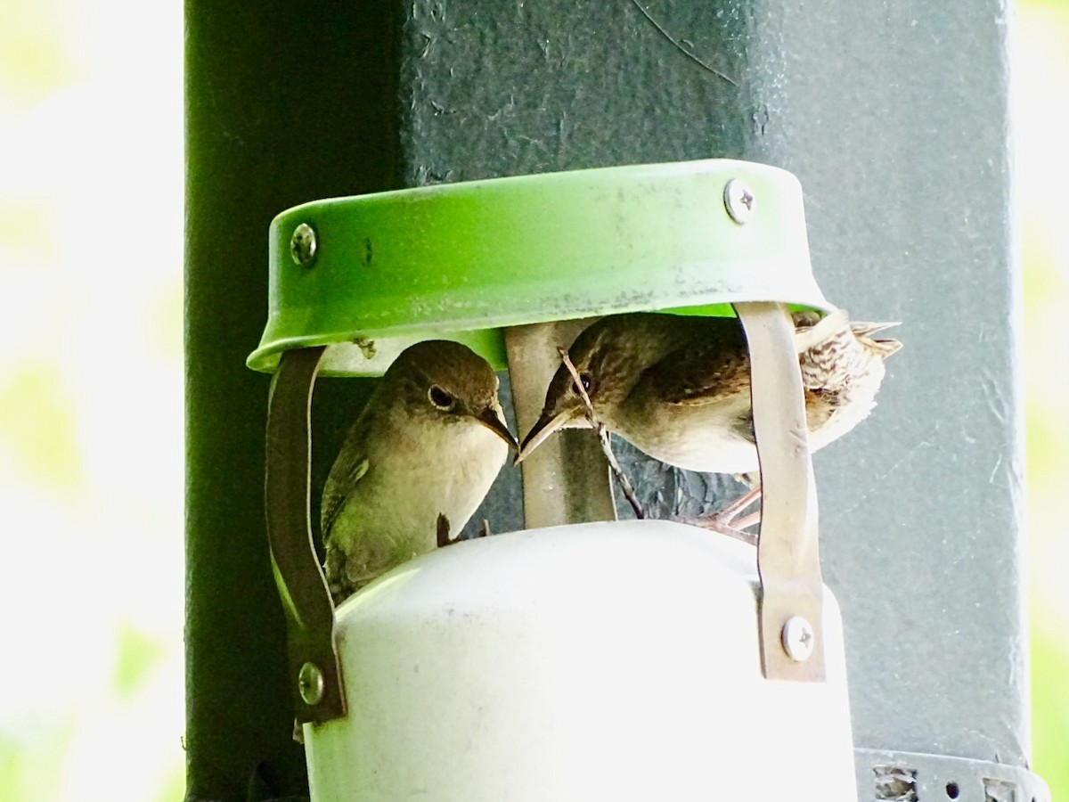Northern House Wren - ML620648867