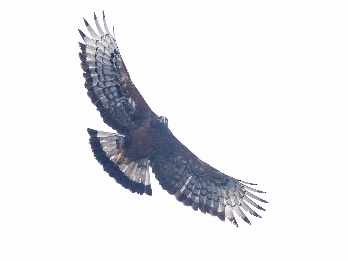Black-and-chestnut Eagle - ML620648871