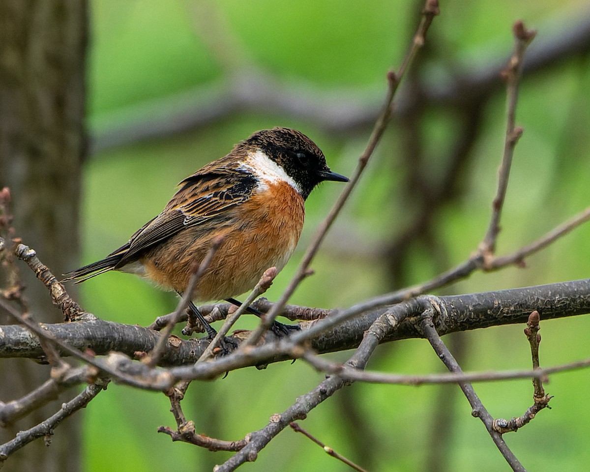 European Stonechat - ML620648875