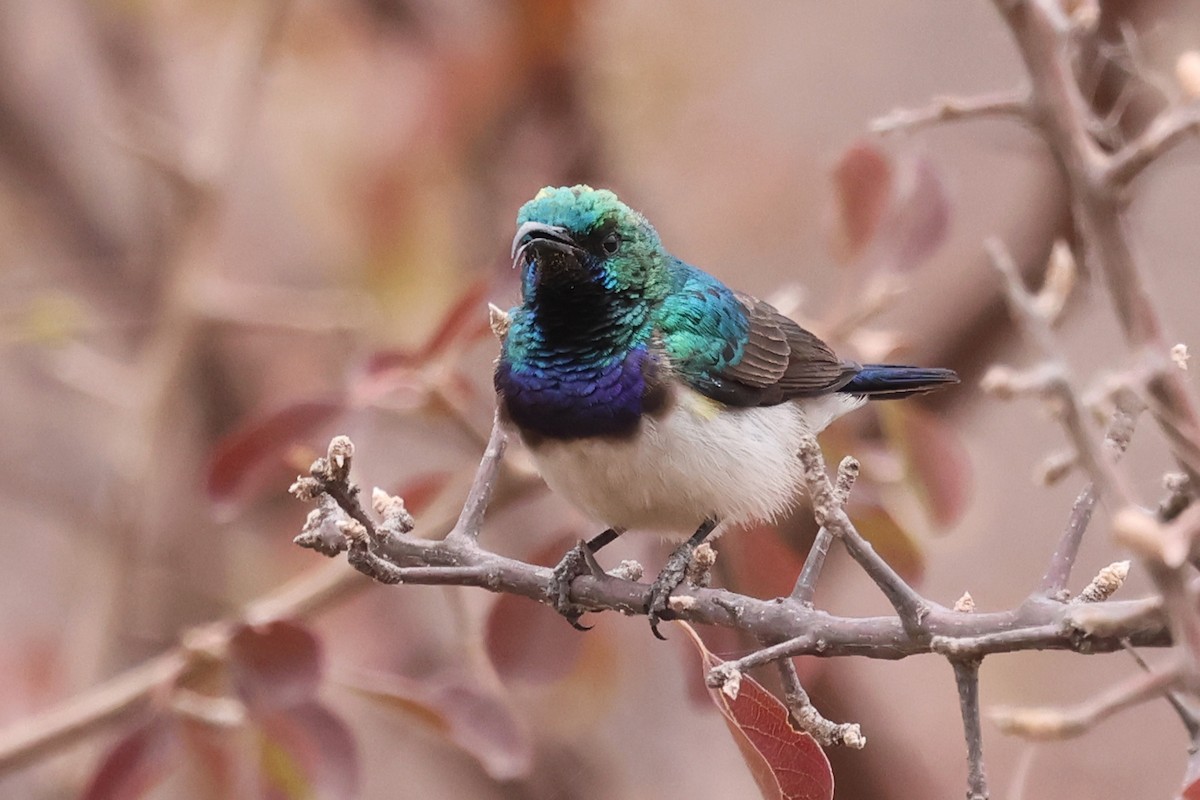 White-breasted Sunbird - ML620648879