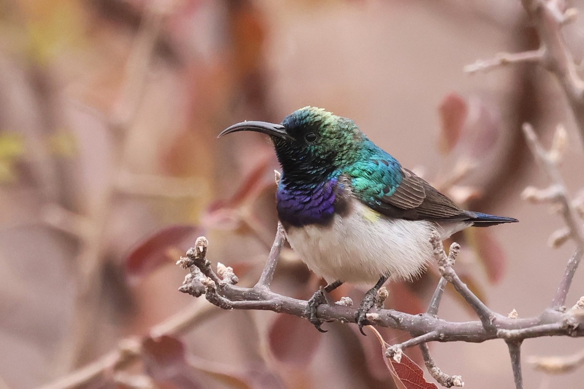 White-breasted Sunbird - ML620648880