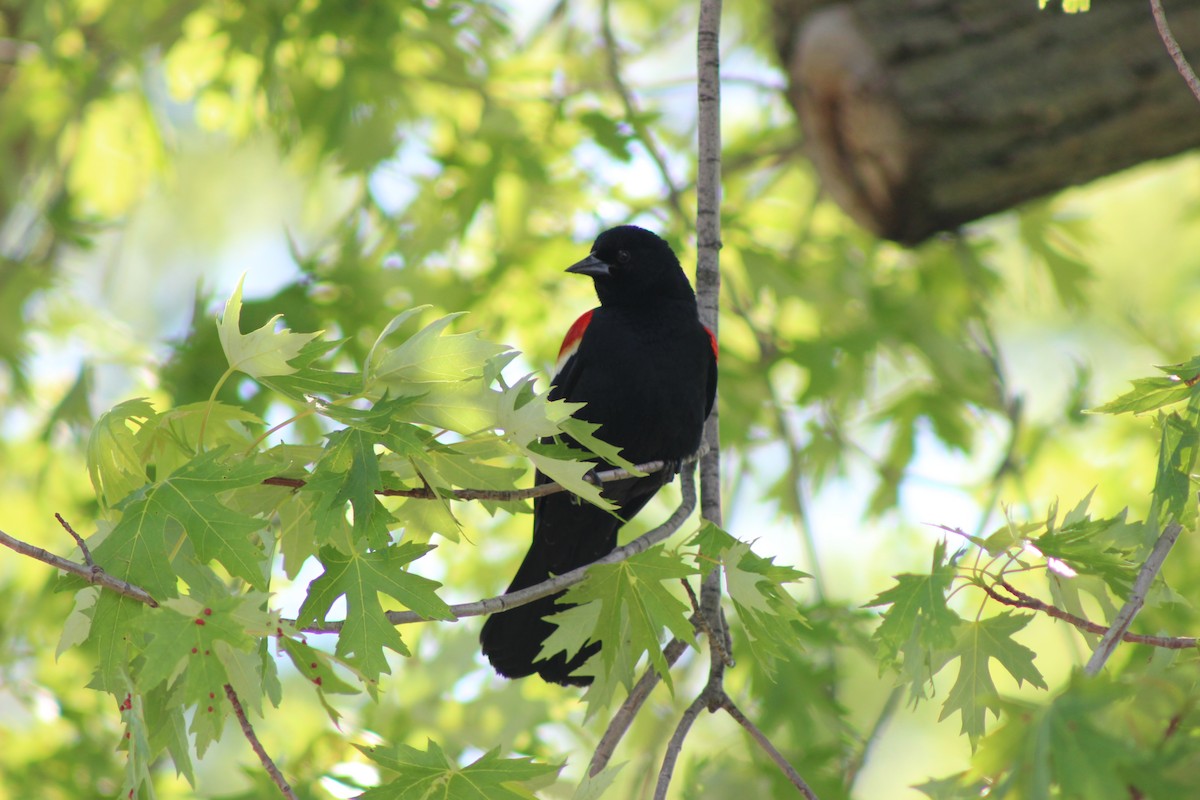 Red-winged Blackbird - ML620648881