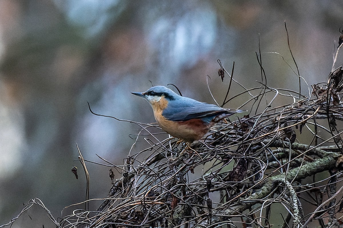 Eurasian Nuthatch - ML620648887